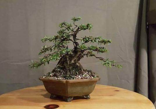 什么营销计划能使盆景艺术成为主流？