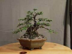 什么营销计划能使盆景艺术成为主流？