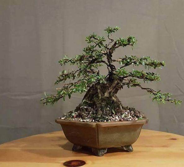 1997年我买了他们的收藏品时开始让我走向零售盆景