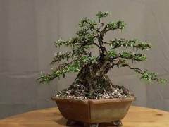 1997年我买了他们的收藏品 开始让我走向盆景制作