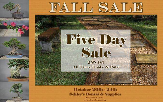 关于如何处理我们的福建茶盆景入门套件