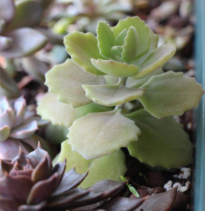 近几年多肉植物畅销 但兰花价格下跌