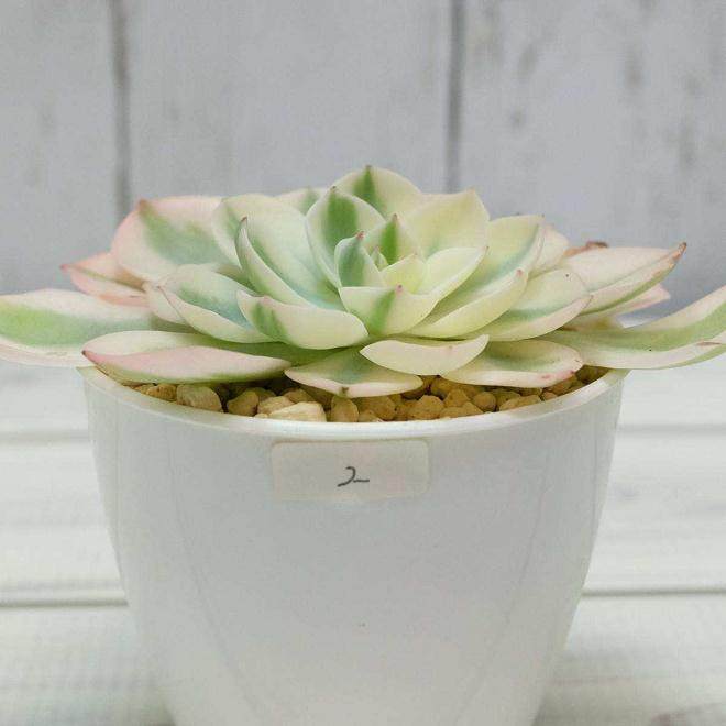 近几年多肉植物畅销 但兰花价格下跌