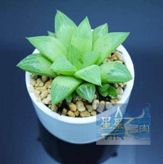 多肉淘宝店每个月的销售额最多能有10万余元