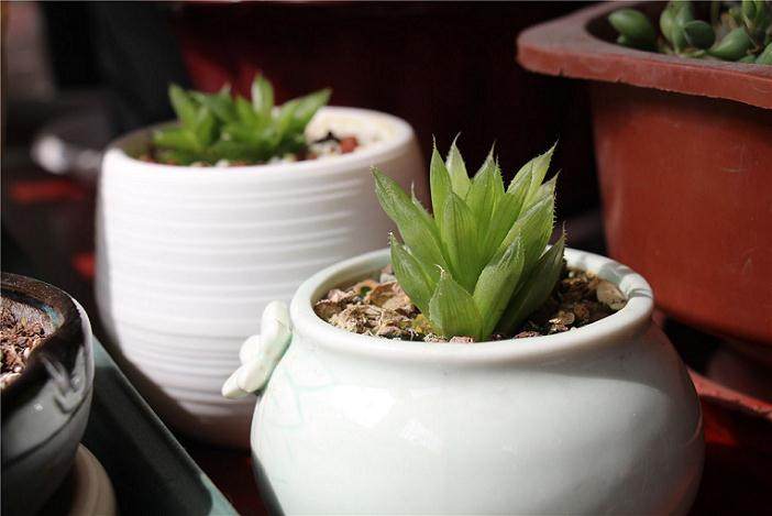 我们的多肉店铺 平均每天都有4000单以上