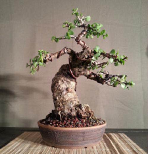 盆子翻盘后不要浇水 直到看到新的生长