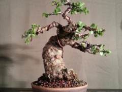 盆子翻盘后不要浇水 直到看到新的生长