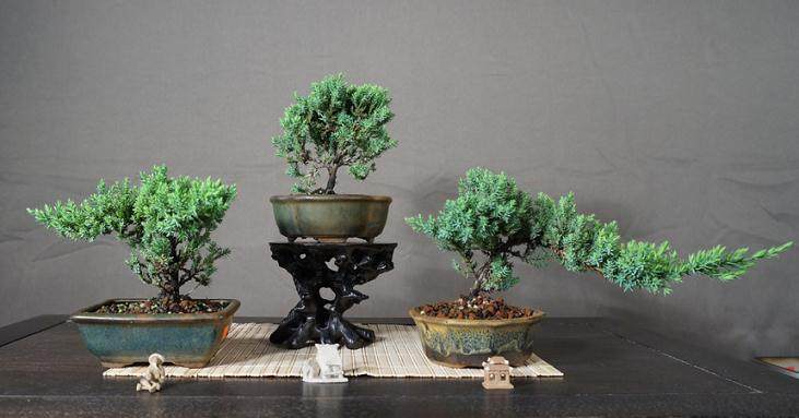 我们将与Jason一起参加一整天的初级盆景课程