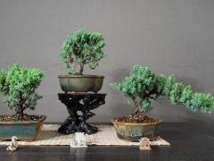 我们将与Jason一起参加一整天的初级盆景课程