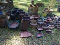 混合盆景土壤 并在盆景盆子中种植500多棵树