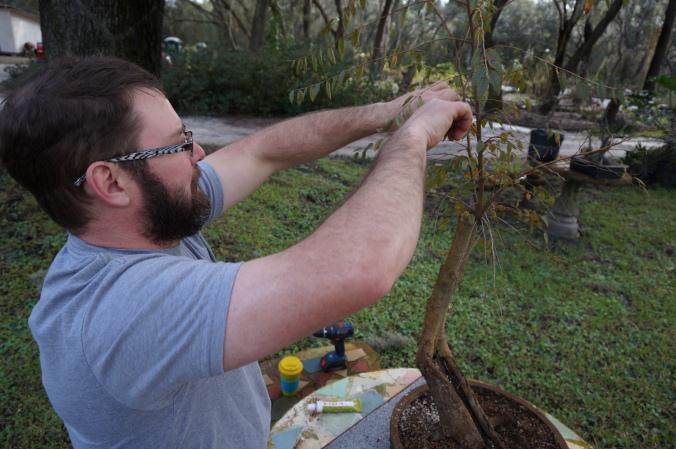 我最终还是了解了有关盆景树的幕后花絮