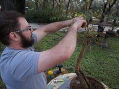 我最终还是了解了有关盆景树的幕后花絮