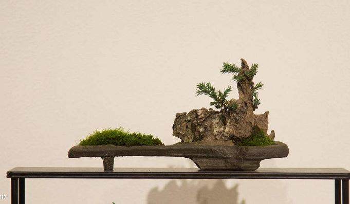 2014年春季营业时间和盆景课程