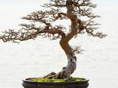 Shanti Bithi是美国最大的盆景种植商