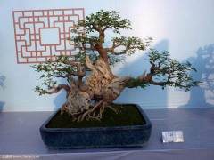 这个盆景园现在被认为是该国最好的盆景来源之一