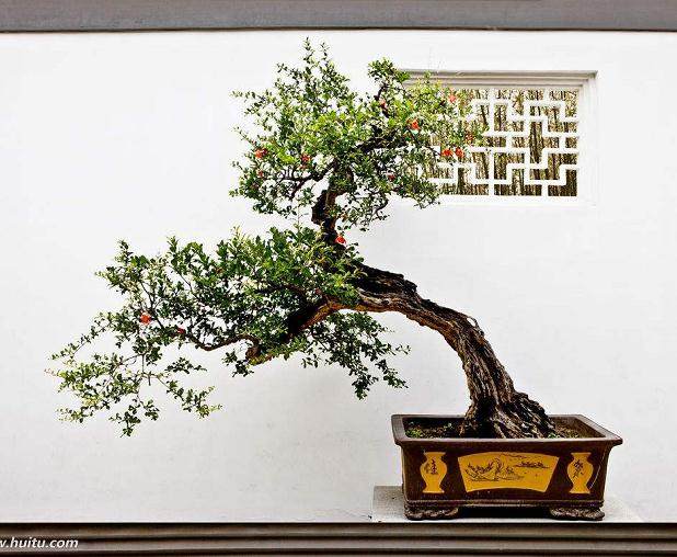 要重塑盆景强国的愿望凝结无限的民族情结