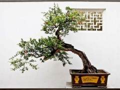 要重塑盆景强国的愿望凝结无限的民族情结