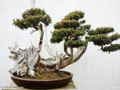 世界博览会举办权给如皋花木盆景业带来无限商机