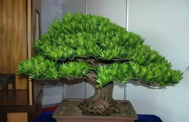 罗汉松盆景如何养，应注意什么?