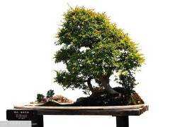 从制作盆景开始 按照四个链接作为指导