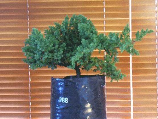 制作你的第一个盆景并不像你想象的那么难