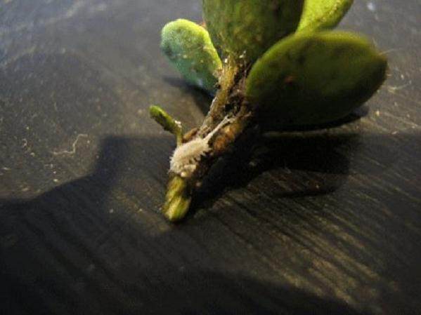 如何通过手动方法预防盆景昆虫害虫?