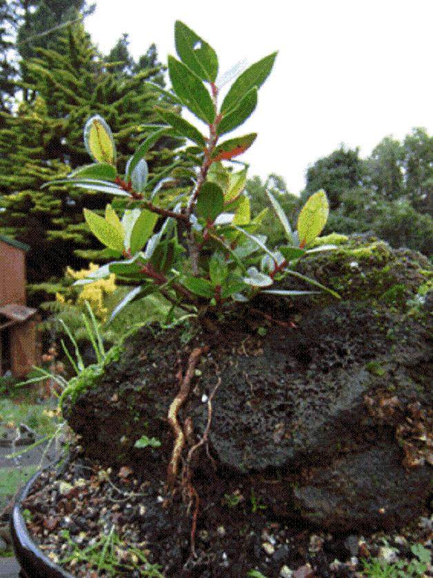 新西兰的圣诞红花盆景