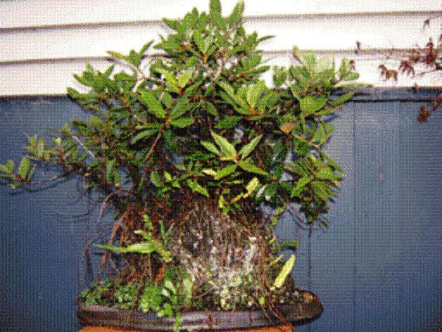 新西兰的圣诞红花盆景