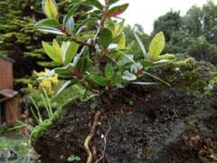 新西兰的圣诞红花盆景