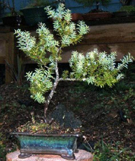 白松是我最喜欢的新西兰本土盆景树之一