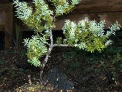 白松是我最喜欢的新西兰本土盆景树之一