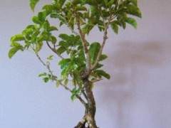 新西兰的牡荆盆景艺术