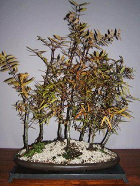 作为盆景的贝壳杉应该从幼苗开始