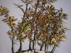 作为盆景的贝壳杉应该从幼苗开始