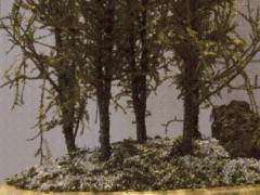 考虑到这两个问题 白松制作了一个精彩的盆景