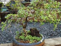 新西兰的Coprosma家族盆景