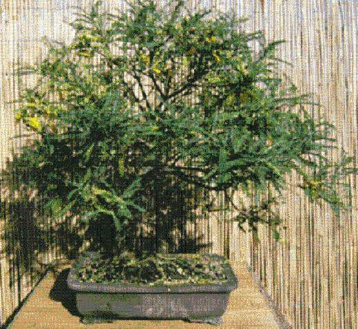 四翅槐树在妥善照顾时都会制作漂亮的盆景