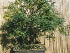 四翅槐树在妥善照顾时都会制作漂亮的盆景