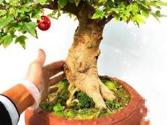 我是盆景的新手 我买了一本书 在网上看了很多