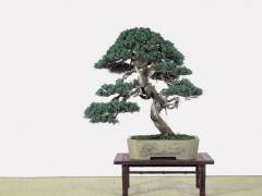 盆景不是一棵变形的树 它是一种风格自然的树