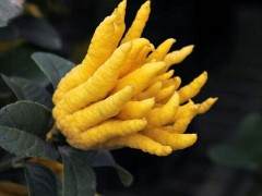 去冬今春2万盆无土佛手盆景销量一空