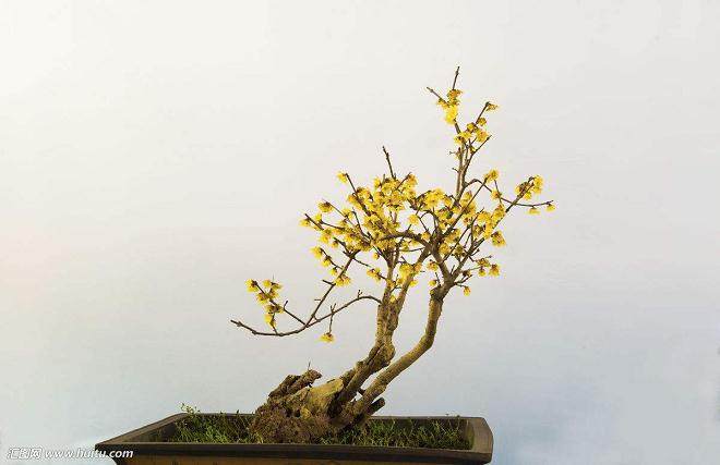 制作蜡梅盆景的3个时候