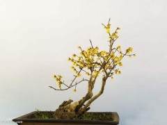 制作蜡梅盆景最好的3个时候 图片