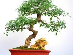 1979年 北京主办新中国首次全国盆景艺术展览