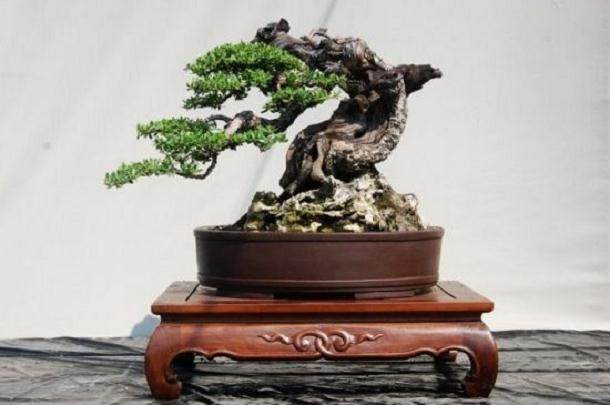 盆景精品展作为在江苏省第三届园博会举办