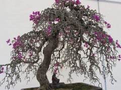 举办盆景展览时 该如何设计？