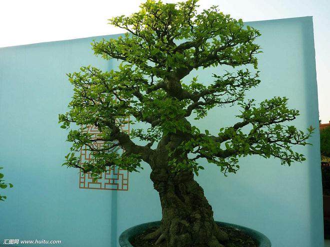 给盆景命名的4种方法