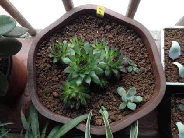 怎么制作煤渣盆景?