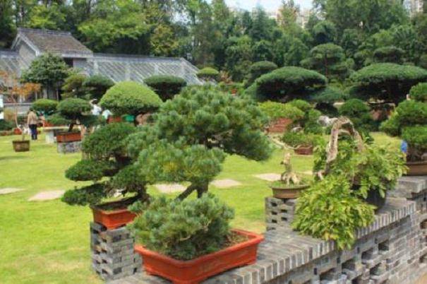 如皋市努力打造“中国花木盆景之都”的新形象