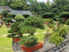 如皋市努力打造中国花木盆景之都的新形象